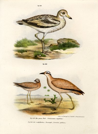 Thick-kneed Bustard by German School